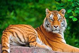 Tigre